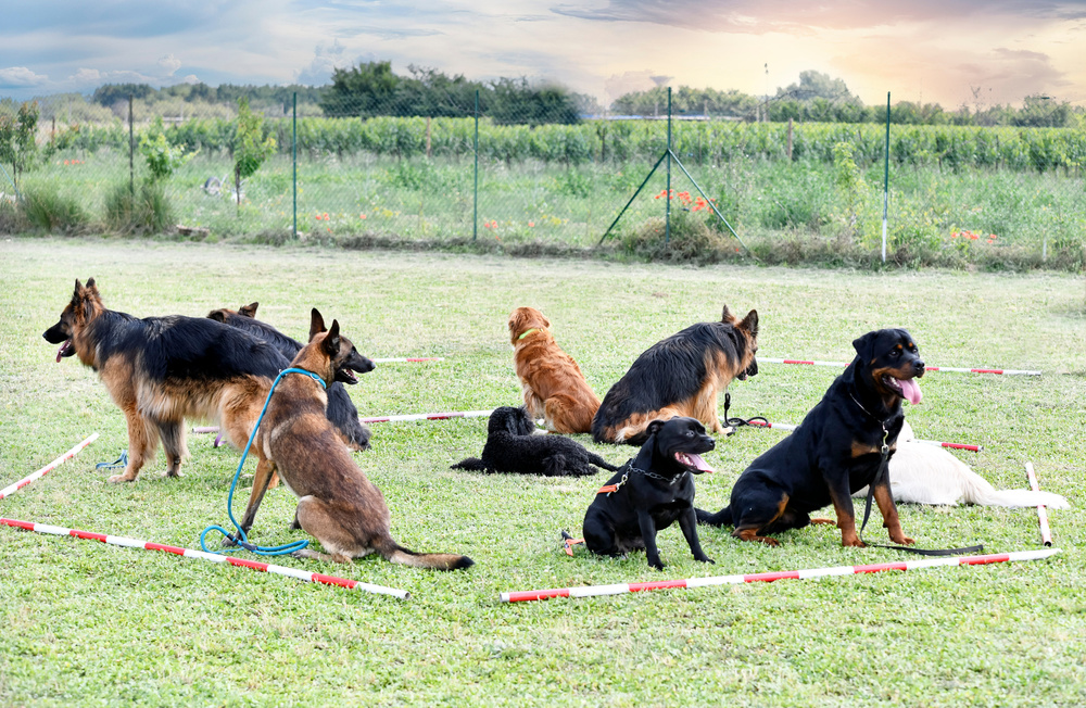 dogs training for obedience
